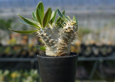 パキポディウム　伊藤ハイブリッド　Pachypodium 'Itoh Hybrid'