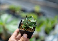 アガベ【氷山】①多肉植物 多肉植物：アガベ 氷山*幅8cm | サボテン＆多肉植物,多肉植物