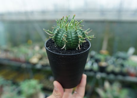 ユーフォルビア　バリダ　Euphorbia valida　No.3