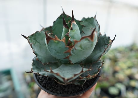 アガベ　チタノタ　 ブラックアンドブルー 　Agave titanota black and blue　NO.3