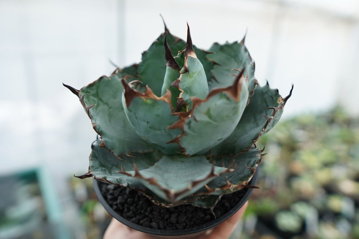 アガベ　チタノタ　国産 アガベ チタノタ FO-76 