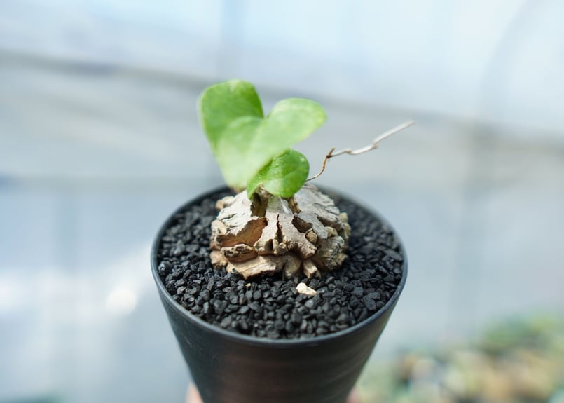 亀甲竜 Dioscorea elephantipes No.1 | mana's farm:塊