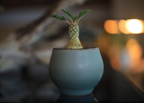 ドルステニア　ラブラニー　Dorstenia lavrani