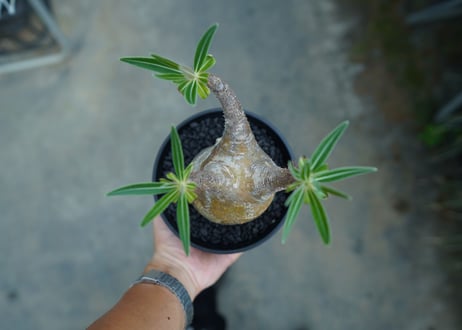 パキポディウム　グラキリス　 Pachypodium Gracilius  No.4
