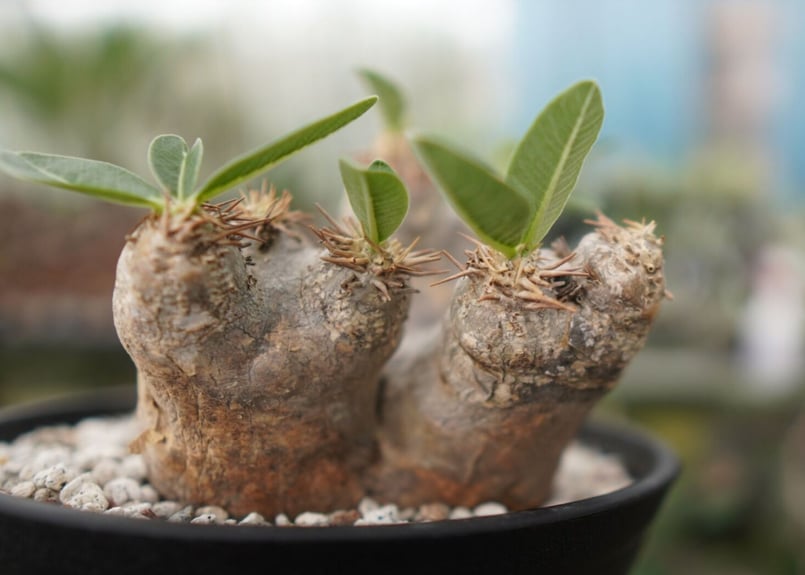 パキポディウム エブレネウム NO.3 | mana 