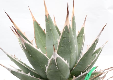 Agave purpusorum