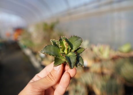 agave titanota ソーラーエクリプス　 NO.3