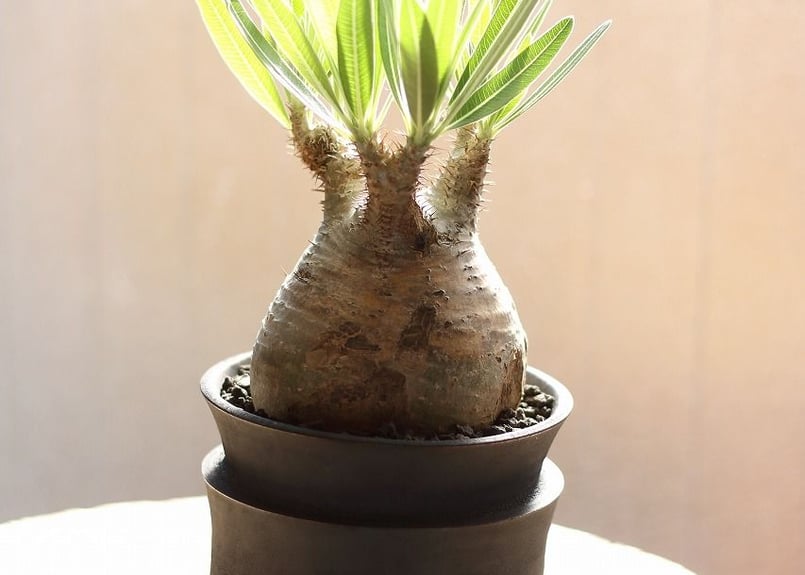 パキポディウム グラキリス raw life factory pot | mana's far