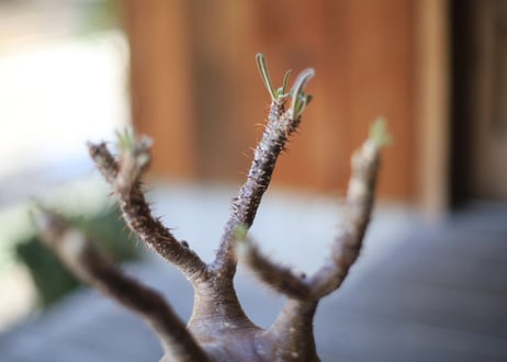 グラキリス　 Pachypodium Gracilius