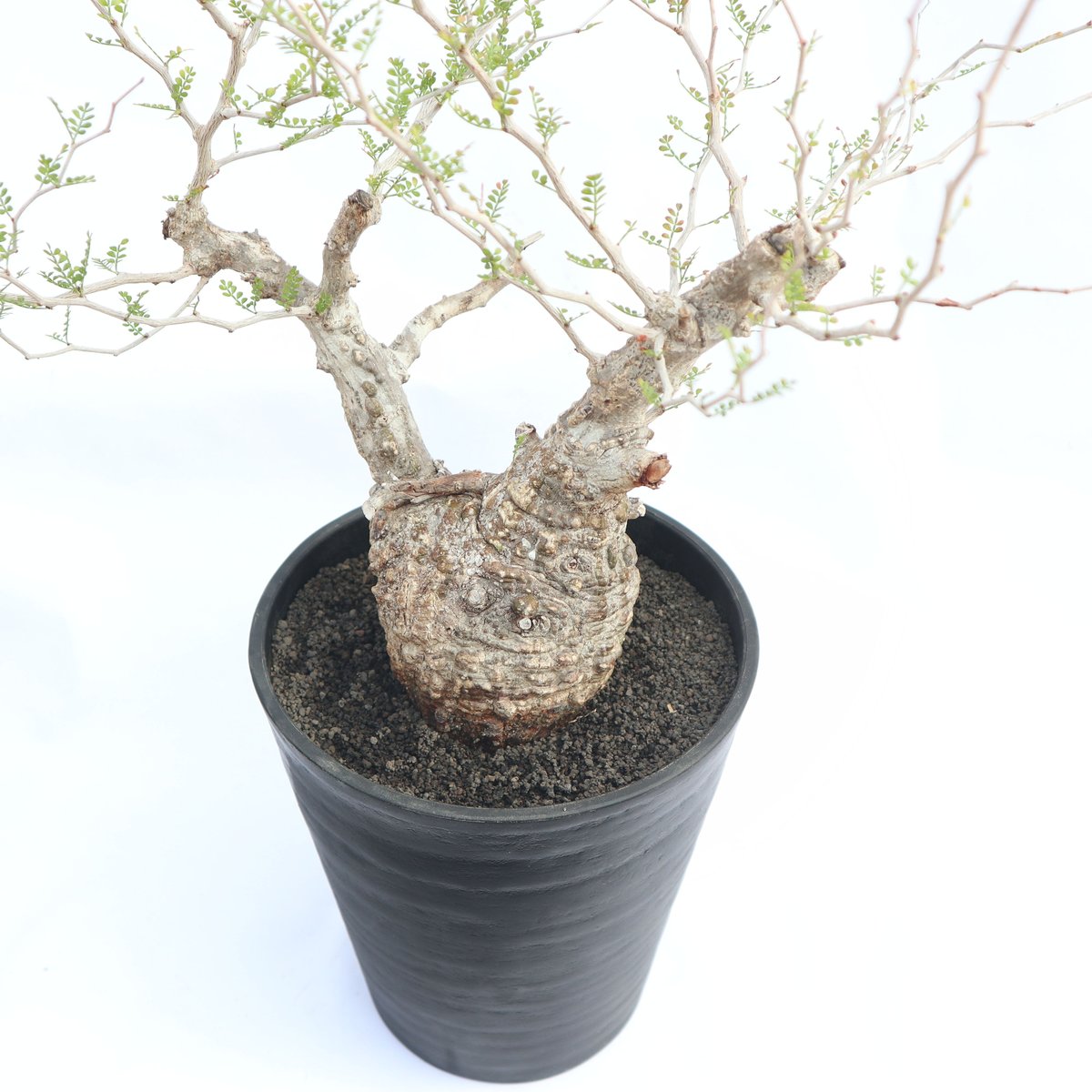 オペルクリカリア パキプス no.4 | mana's farm:塊根植物・アガベ