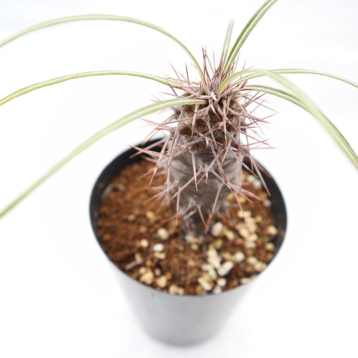 パキポディウム ミケア 国内実生 | mana's farm:塊根植物・アガベ