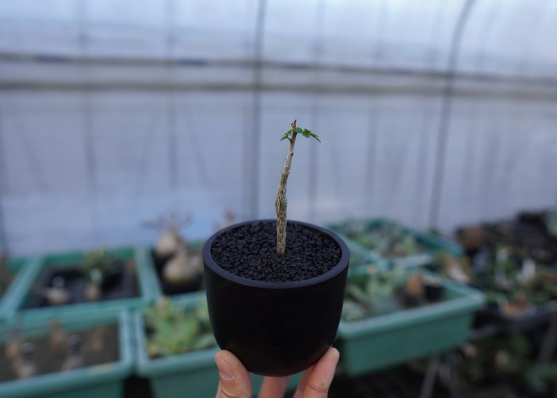 ブルセラ ヒンドシアナ Bursera hindsiana | mana's farm:塊根植