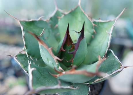 アガベ　チタノタ　FO-76　agave titanota  FO-76 No.2