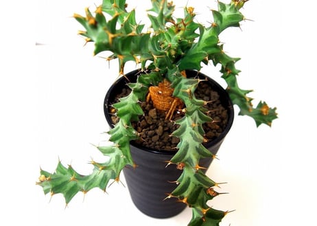 Euphorbia tortirama ユーフォルビア・ムクジエンシス