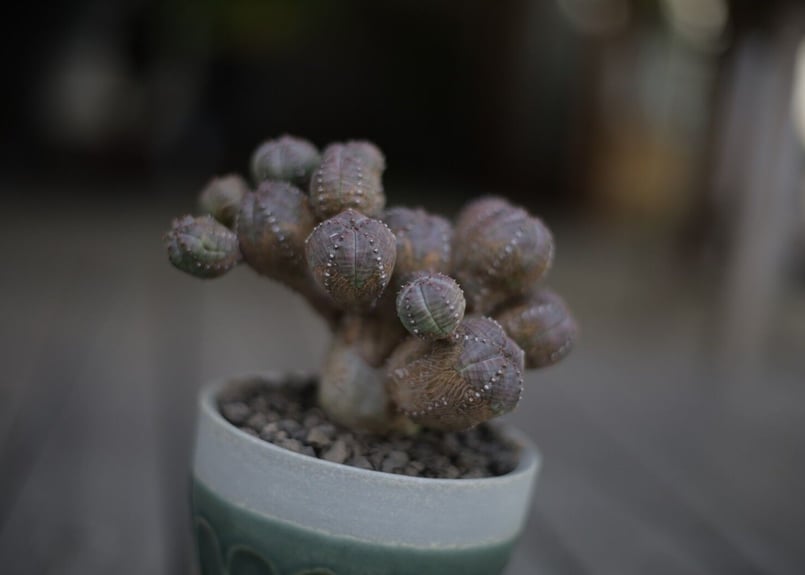 大株】ユーフォルビアオベサブロウ サボテン 多肉植物 コーデックス 塊根