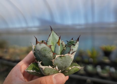agave titanota ブラック＆ブルー　No.6