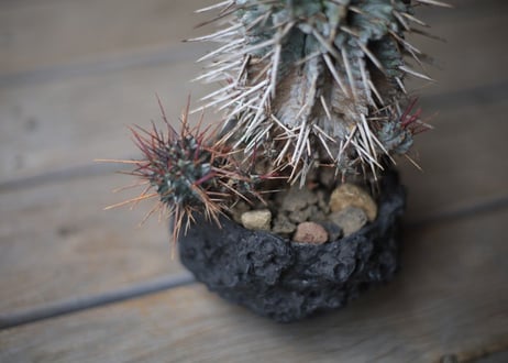 ユーフォルビア　強棘ホリダ 　Euphorbia horrida
