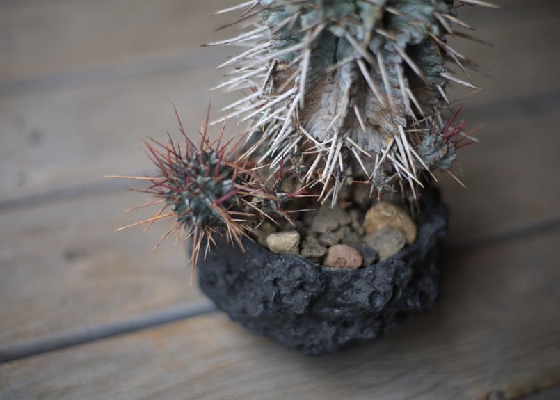 ユーフォルビア 強棘ホリダ Euphorbia horrida | mana's farm: