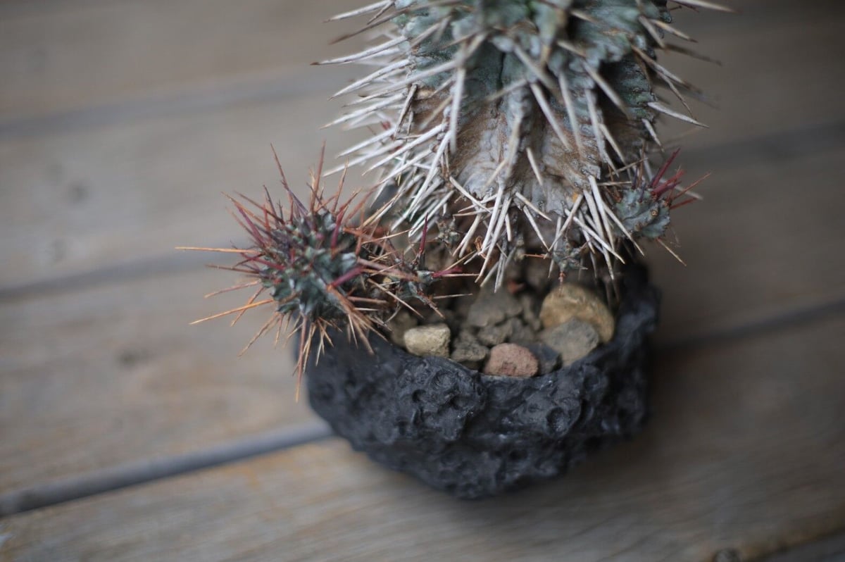 ユーフォルビア 強棘ホリダ Euphorbia horrida | mana's farm: