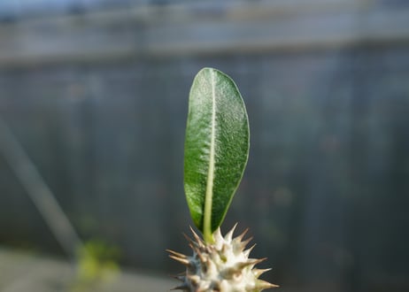 パキポディウム　伊藤ハイブリッド　Pachypodium 'Itoh Hybrid'  No.2
