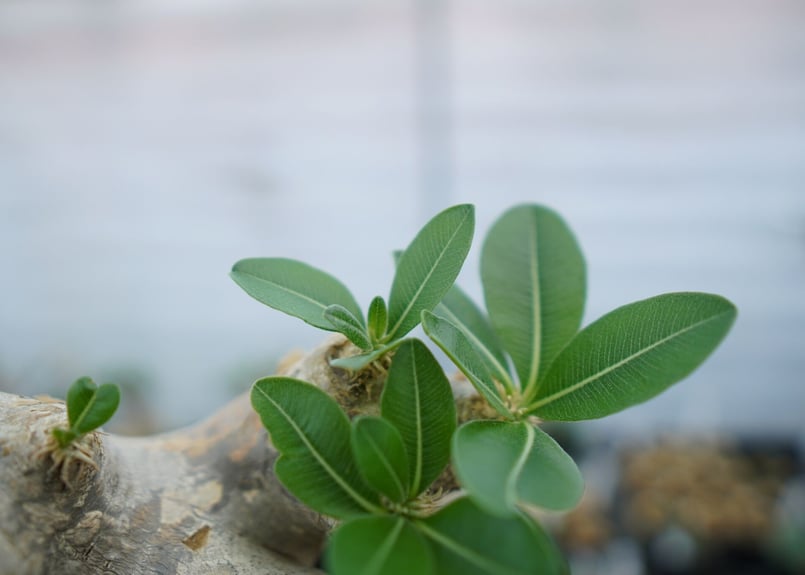 パキポディウム エブレネウム Pachypodium eburneum ① パキポディウム エブレネウム Pachypodium eburneum | mana's fa