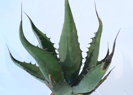 Agave asperrima x gentryi 'Jaws'