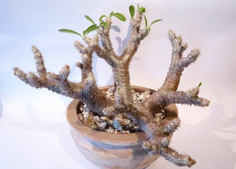 パキポディウム ホロンベンセ×デンシフローラム | mana's farm:塊根