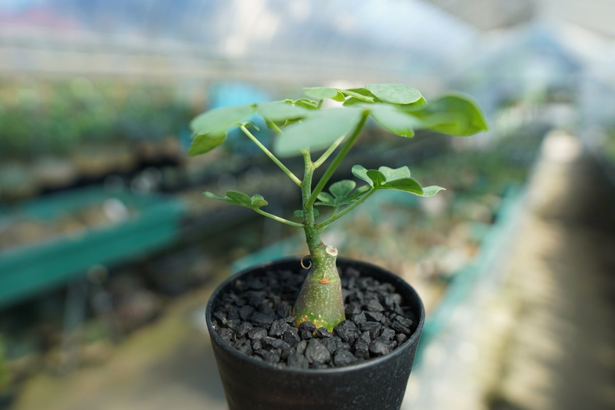 アデニア グラウカ Adenia Glauca No.3 | mana's farm:塊根植物