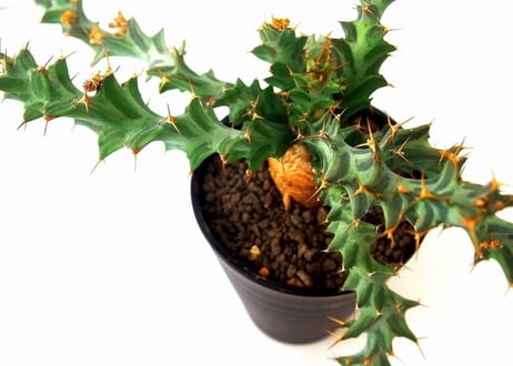 Euphorbia tortirama ユーフォルビア・ムクジエンシス