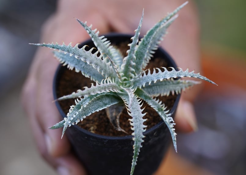 猿 Dyckia おまとめ7株 ディッキア・パイルバンカー：Dyckia 'Pile Bunker' | Dyckia Maniax
