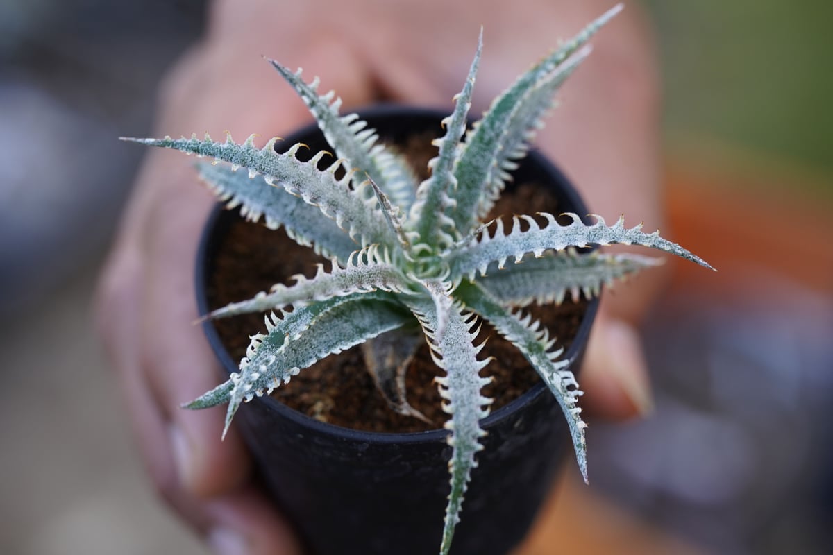 その他多肉植物 Dyckia Black Dragon Suebrid White&Black | Dyckia