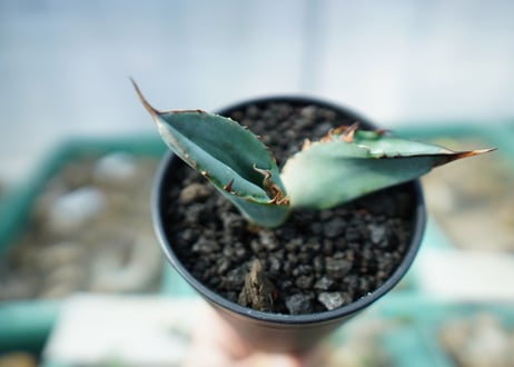 アガベ　チタノタ　ホワイトアイス 　agave titanota whiteice