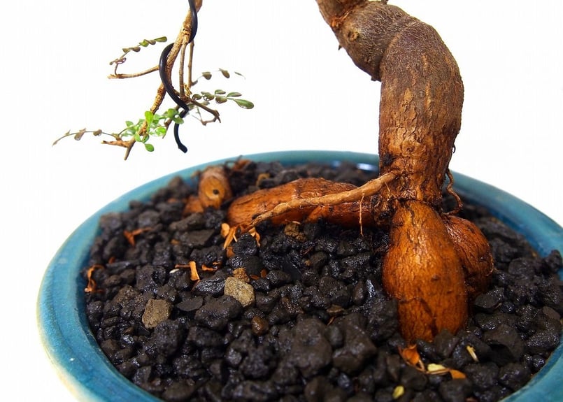 Operculicarya decaryi オペルクリカリア・デカリー | mana's fa