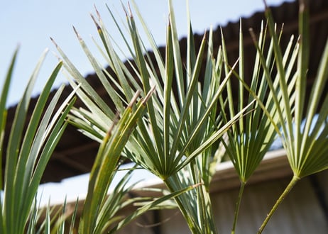 チャメロプス　セリフェラ 　Chamaerops humilis var. Cerifera　NO.1