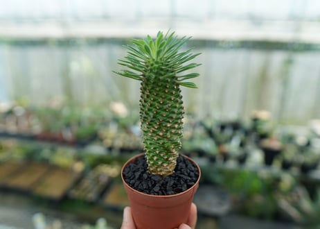 ユーフォルビア　ソテツキリン "パイナップルコーン"　Euphorbia sotetsukirin  No.9