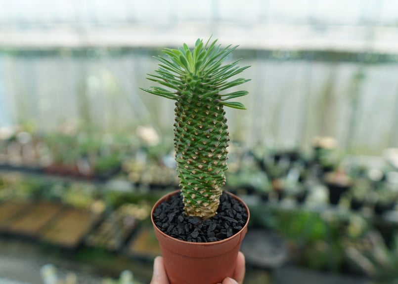 ユーフォルビア　ソテツキリン　パイナップルコーン群生　バランス◎鉢のまま発送 ユーフォルビア・ソテツキリン（パイナップルコーン）の育て方