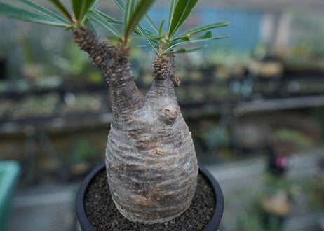 【発根管理中】パキポディウム　グラキリス　 Pachypodium Gracilius  No.10