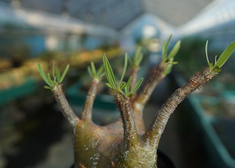 パキポディウム　グラキリス　 Pachypodium Gracilius  No.2