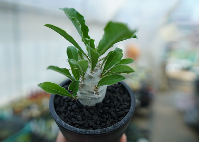パキポディウム サンデルシー Pachypodeium saundersii No.1 |