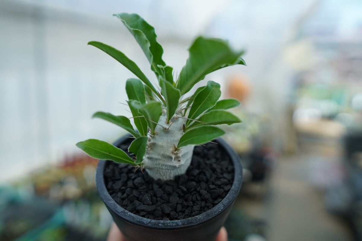 パキポディウム・サンデルシー （ Pachypodium saundersii ） パキポディウムサンデルシー | STORES