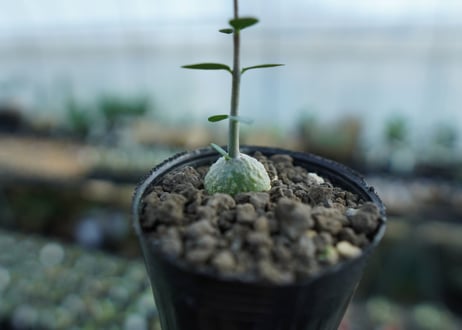 フォッケア　エデュリス　Fockea edulis　No.1