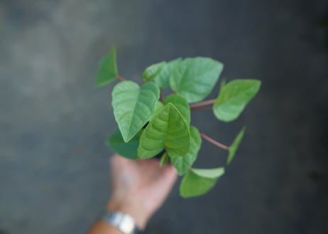 フィカス パルメリー Ficus palmeri  No.1