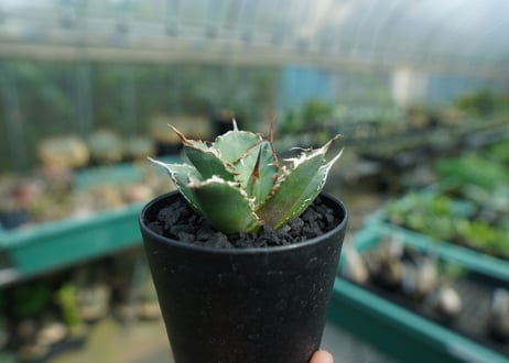 アガベ　チタノタ　FO-76　Agave titanota  FO-76　No.2