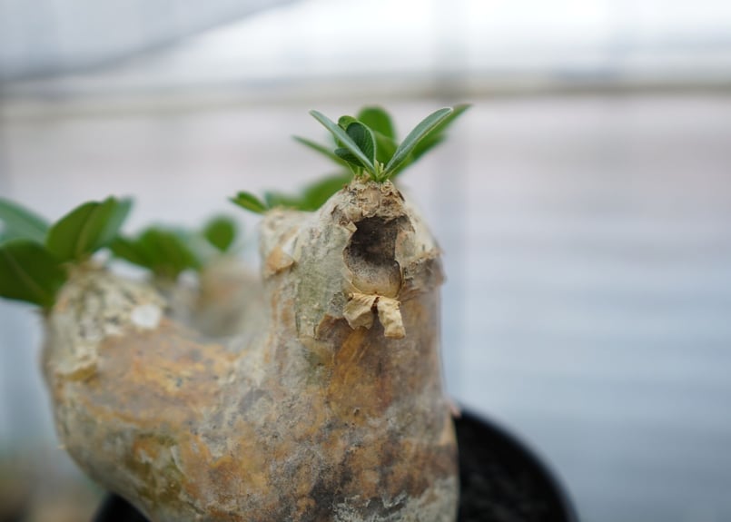 パキポディウム エブレネウム Pachypodium eburneum No.1 | mana