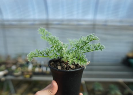 ペラルゴニウム　アッペンディクラツム　Pelargonium appendiculatum　C15
