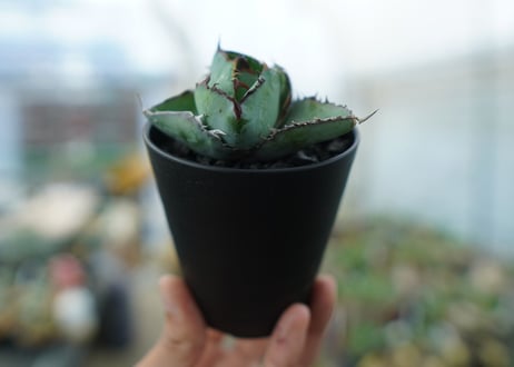 アガベ　チタノタ　 ブラックアンドブルー 　Agave titanota black and blue　No.1
