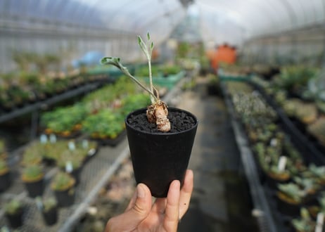 ペラルゴニウム　ビオリフロルム　Pelargonium violiflorum