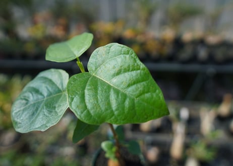 フィカス パルメリー Ficus palmeri