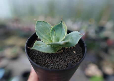 アガベ　ポタトラム　トレードウィンズ　Agave potatorum Tradewinds　No.1
