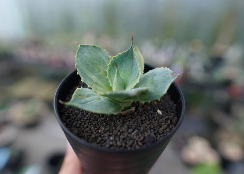 アガベ ポタトラム トレードウィンズ Agave potatorum Tradewinds N